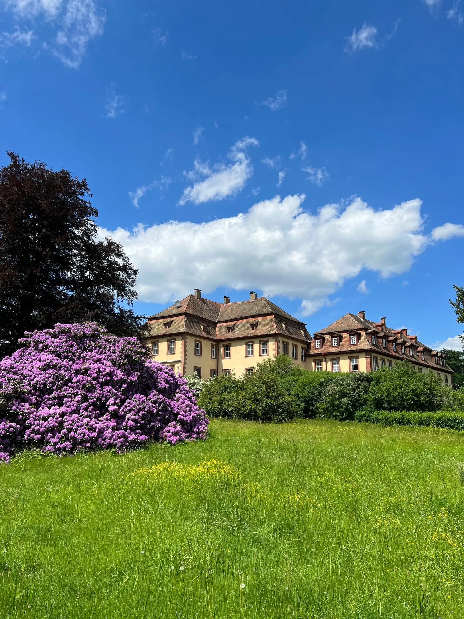 Blühender Rhododendron auf der Wiese vor dem Schloss