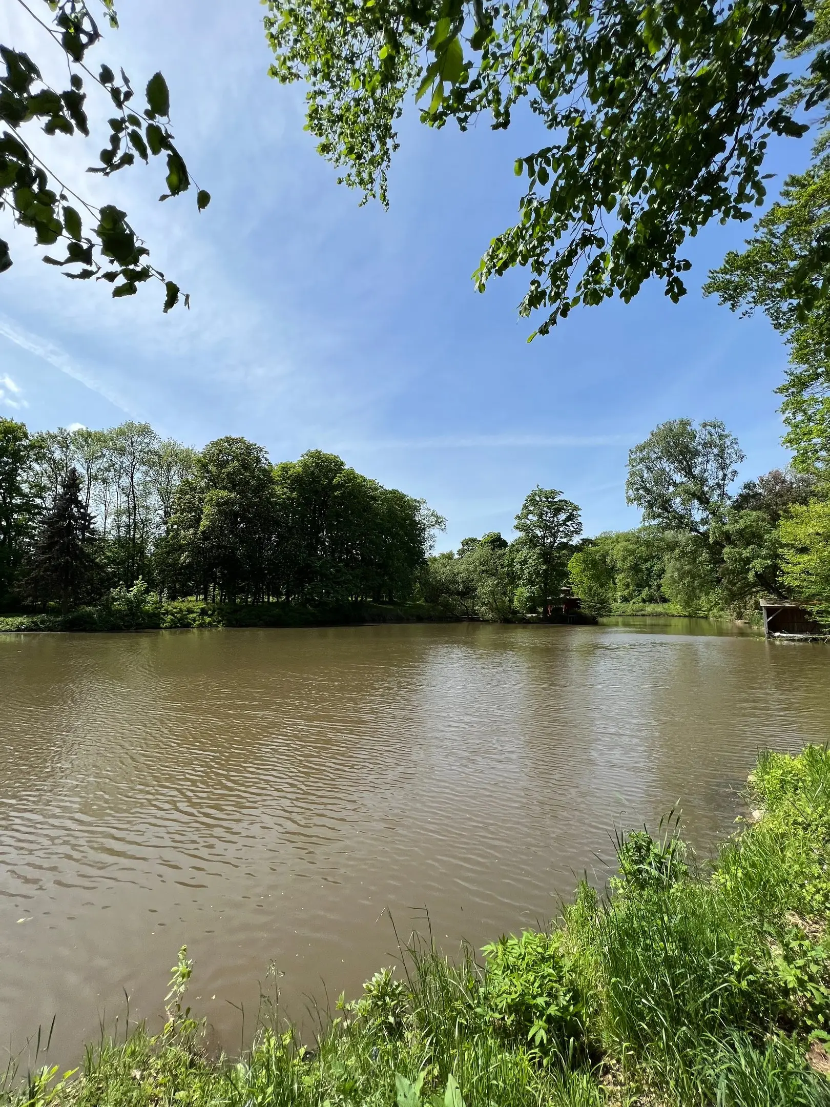 Ufer des Schlosssees mit hohen Bäumen